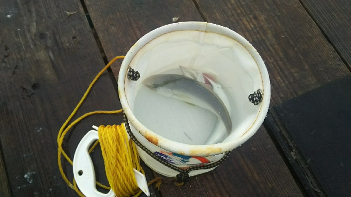 シオ、シオ、シオ！