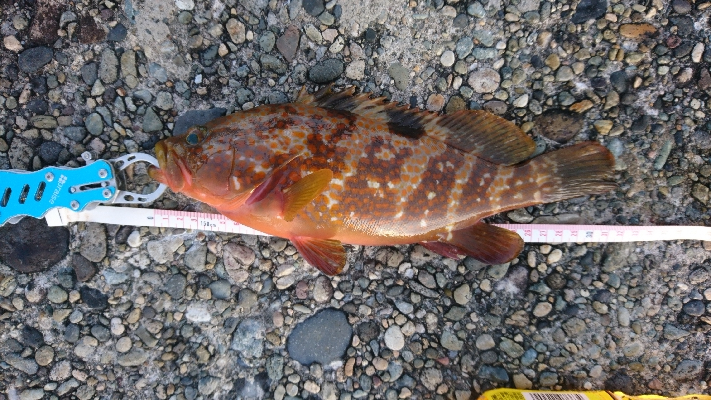 朝は涼しいです