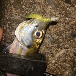 サイズが、小さめ