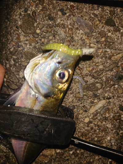 サイズが、小さめ