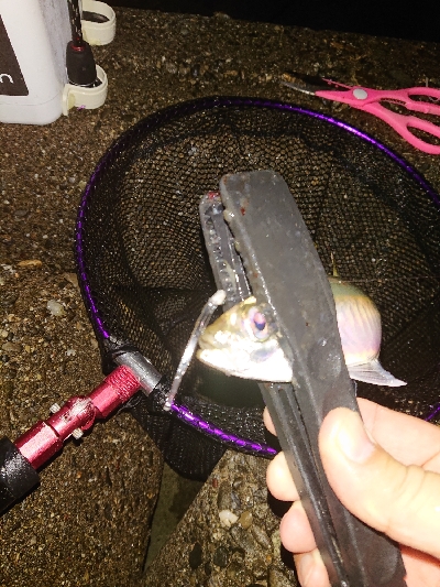 久々のアジング