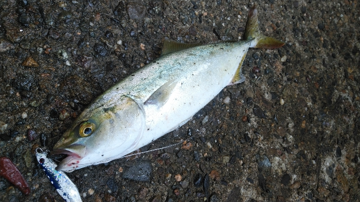 ようやくツバスと呼べるサイズになってきまし…