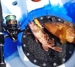 シーカヤック釣行