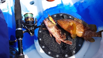 シーカヤック釣行