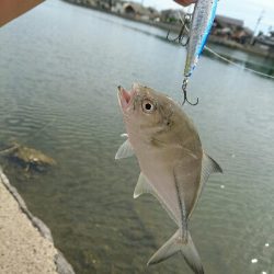 1ｹ月ぶりの釣行