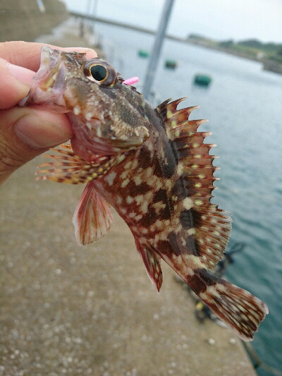 今朝の釣果