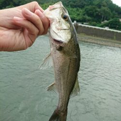 今日の釣果