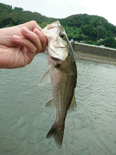 今日の釣果
