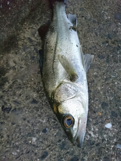 今朝の釣果