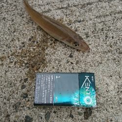 MAX入賞逃し、良型キス求めて