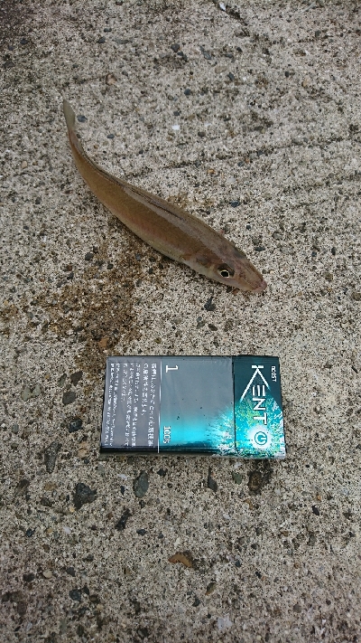 MAX入賞逃し、良型キス求めて