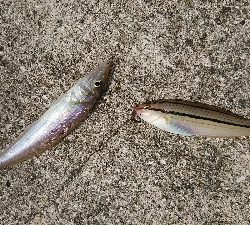 暇潰しの釣行、ちょい投げで良型キス♪