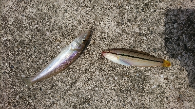 暇潰しの釣行、ちょい投げで良型キス♪