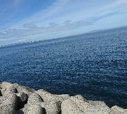 早朝ショアジギはヒラメ!!赤ちゃん