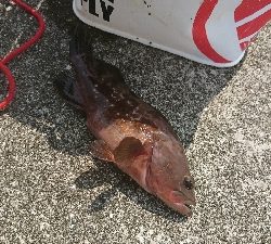 ｼｮｱｼﾞｷﾞで良型ﾒｸﾘｱｼﾞ＆ﾂﾊﾞｽ＆ｱｺｳ他