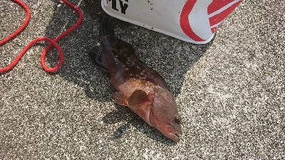 ｼｮｱｼﾞｷﾞで良型ﾒｸﾘｱｼﾞ＆ﾂﾊﾞｽ＆ｱｺｳ他