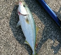 若頭に完敗…ハマチ&ツバス祭(゜ロ゜;