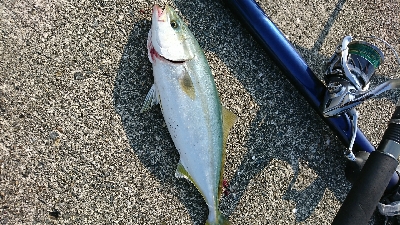 若頭に完敗…ハマチ＆ツバス祭(゜ロ゜;