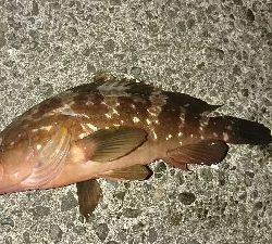 掟破りのライトワインドでアコウや!!