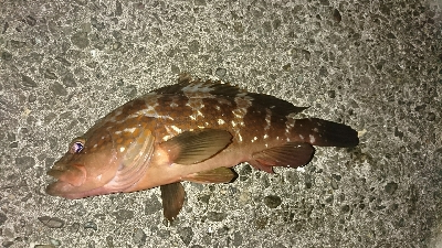 掟破りのライトワインドでアコウや!!