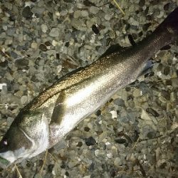 ランカー弱78センチ❗ゲット!!