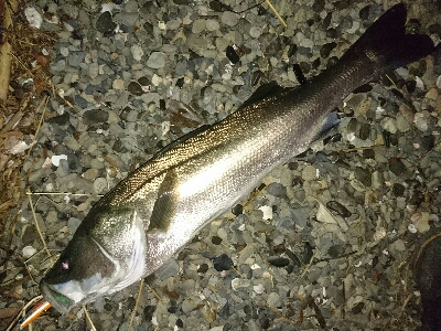 ランカー弱78センチ❗ゲット！！