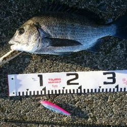 夏本番！！トップチニングで本チヌゲット！！