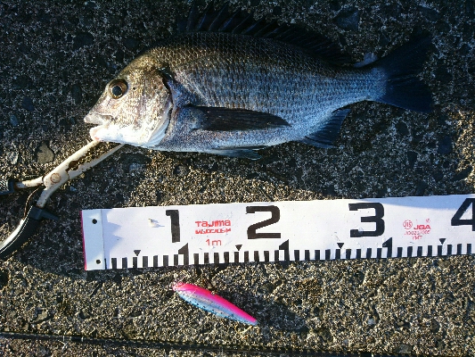 夏本番！！トップチニングで本チヌゲット！！