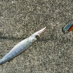 コラボライトフィッシングでカマス来た!