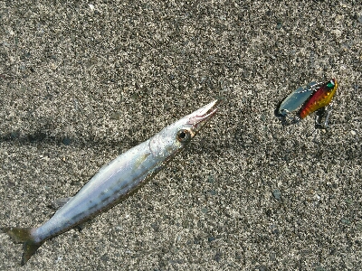 コラボライトフィッシングでカマス来た！