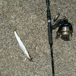 爆釣！！真っ昼間のカマスライトフィッシング