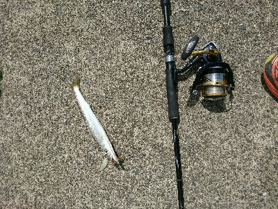 爆釣！！真っ昼間のカマスライトフィッシング