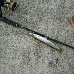 お昼から連日のカマスフィッシング!!