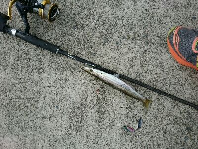 お昼から連日のカマスフィッシング！！