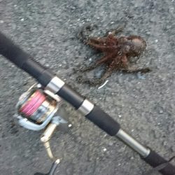 タコカウンター5杯目!!