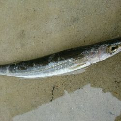 朝マズメ爆釣!!16本カマスゲット!!