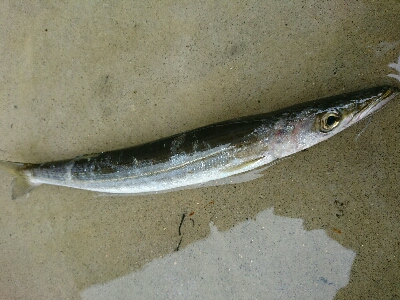 朝マズメ爆釣！！16本カマスゲット！！