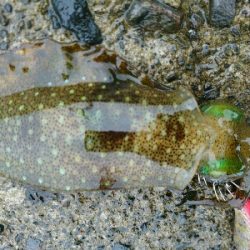 秋イカ調査！！