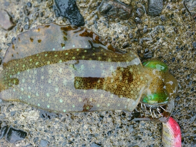 秋イカ調査！！