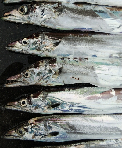 タチウオテンヤ