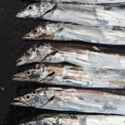 タチウオテンヤ