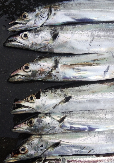 タチウオテンヤ