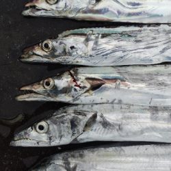 タチウオテンヤ