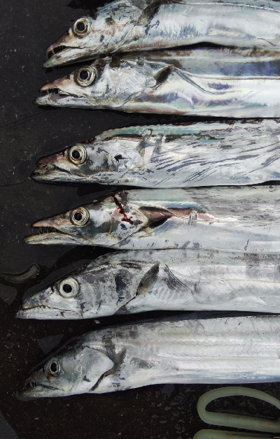 タチウオテンヤ