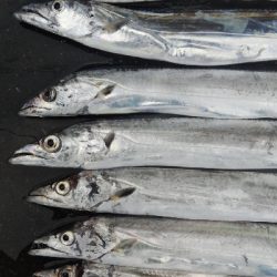 タチウオテンヤ