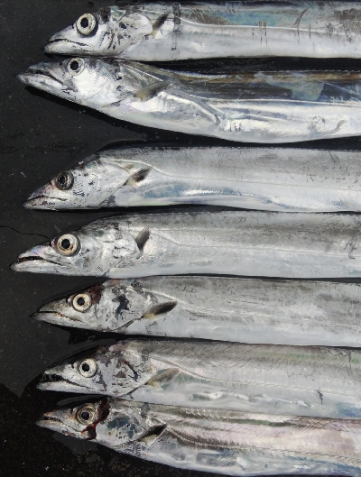 タチウオテンヤ