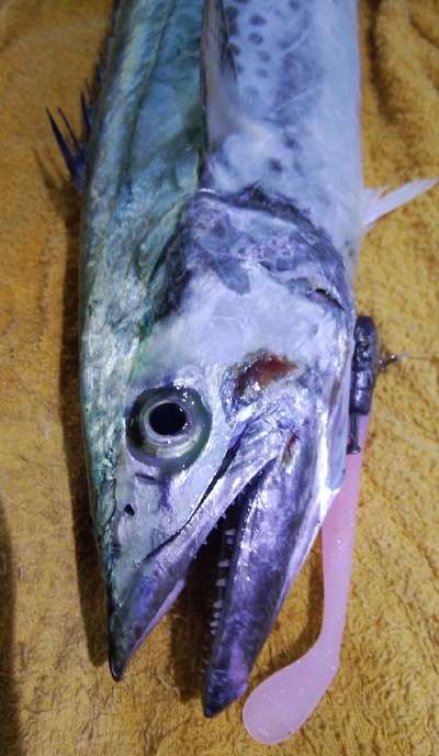 タチウオテンヤとサゴシ