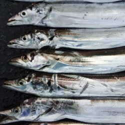 タチウオテンヤ