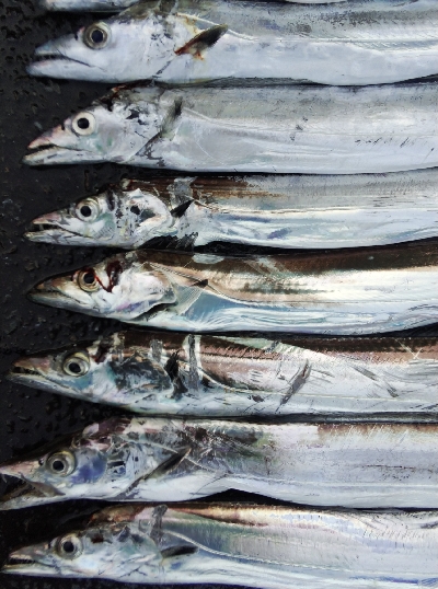 タチウオテンヤ