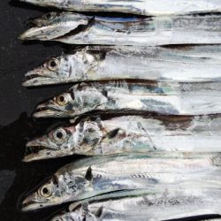 タチウオテンヤ